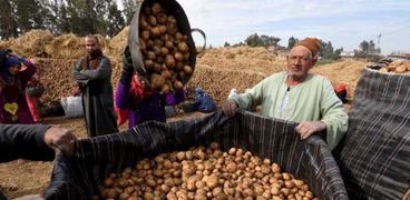 مزارعون أثناء حصاد البطاطس وتعبئتها تجهيزاً لبيعها بالأسواق