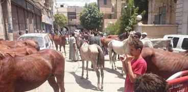 وقفة لأصحاب "الحناطير" احتجاجًا على منع دخولها مدينة نجع حمادي