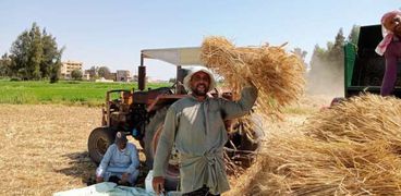 صورة القمح في كفر الشيخ