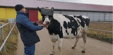 " سينما الأبقار " ..مزارعون يعرضون أفلام علي حيواناتهم لرفع الإنتاجية