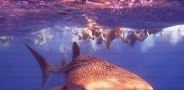 ظهور القرش الحوتي بالغردقة