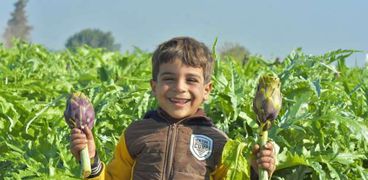 حصاد الخرشوف في قرى البنجر بالإسكندرية
