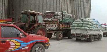 فرحة مزارعي بني سويف خلال توريد القمح: المحصول مبشر والسعر مشجع