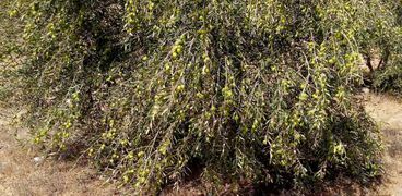 زراعة أشجار الزيتون بشمال سيناء