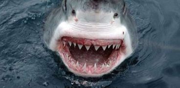 البيئة تحقق في هجوم سمكة القرش على محمية جنوب سيناء