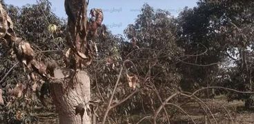 العفن الهبابي يصيب أشجار المانجو بالإسماعيلية
