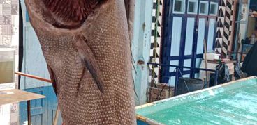 أغرب الأسماك في مصر