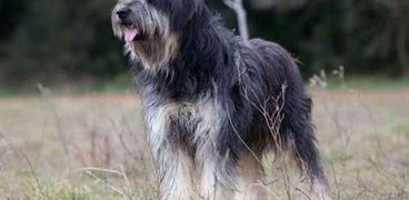 الكلب الأرمنتي- صورة تعبيرية