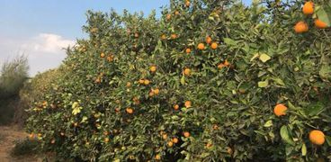 مزارع البرتقال في وادي الملاك بالإسماعيلية