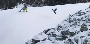 هجوم طائر غاضب على متزلج جليد روسي