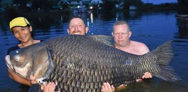 الصياد البريطاني ورفاقه مع السمكة Giant barb