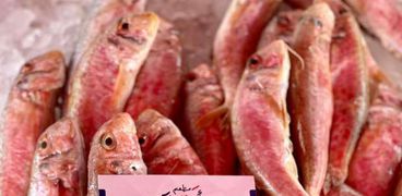اسعار السمك اليوم في بورسعيد