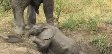  لقطات رائعة لفيلة تساعد صغيرها في عبور ضفة النهر