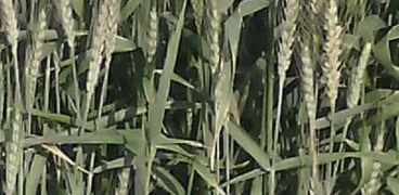 زراعات القمح