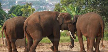 أنثى فيل تعلم ابنها المشي