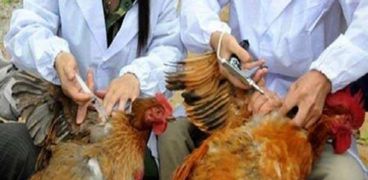 بعد كورونا.. تفشي إنفلونزا الطيور "H5N6" في الصين