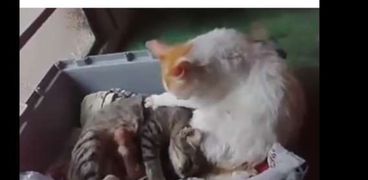 مشهد من فيديو القط الذي يواسي شريكته