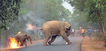 أنثى الفيل وصغيرها يهربان من هجوم ناري