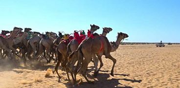 سباق الهجن غرب العريش -صورة أرشيفية