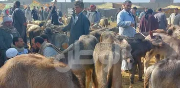 الأضاحي - أرشيفية