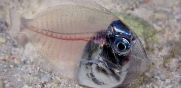 السمكة الشفافة