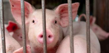 حمى الخنازير الإفريقية تثير القلق في إيطاليا