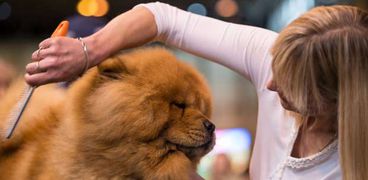 بالصور| the Crufts dog show.. معرض للكلاب في إنجلترا