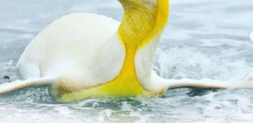 البطريق الأصفر