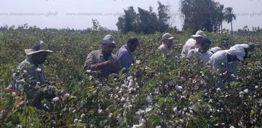 انطلاق موسم جنى القطن بالبحيرة