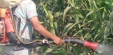 محافظ الفيوم يوجه وكيل وزارة الزراعة بالعمل على وقاية محصول الذرة