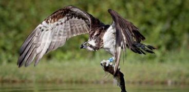صور نادرة لطيور جارحة تصطاد الأسماك في اسكتلندا