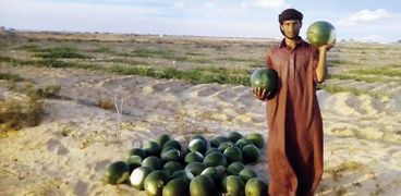 مزارع خلال جمعه للبطيخ الصحراوى غرب مطروح