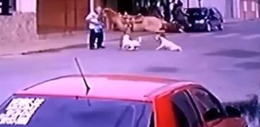 حصان يفوز على كلبين من أقوى كلاب العالم
