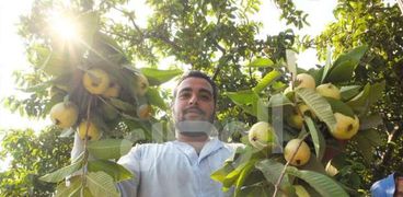 انطلاق موسم حصاد الجوافة بالقليوبية.. «بناتي» و«مخددة» أبرز الأنواع