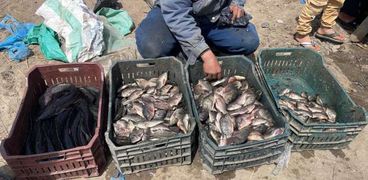 أسعار السمك في كفر الشيخ