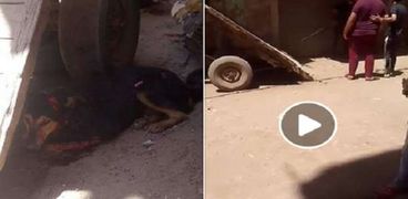 مؤسس الرفق بالحيوان بالشرقية: كلب "العصلوجي" تلقى العلاج ونقل إلى جمعية الجيزة