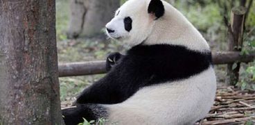 العقد النهائي هذا الأسبوع.. اليابان تريد تأجير حيوان الباندا من الصين