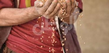 القمح - صورة أرشيفية