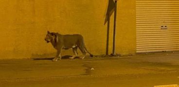 أسد في شوارع الرياض