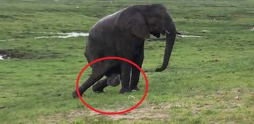 شاهد ماذا فعلت فيلة بعد ولادتها مباشرة لحماية طفلها
