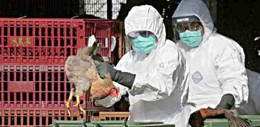 تفشي إنفلونزا الطيور في مقاطعة يابانية