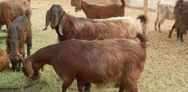 بيطرى القاهرة توضح الفارق بين لحمة الماعز والخراف