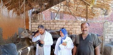 تحصين الماشية في كفر الشيخ ضد الأمراض المعدية