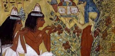 شجر الجميز في مصر القديمة