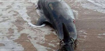 انجراف ما لا يقل عن 80 دلفينا وأسماك نافقة قرب عاصمة غانا..«فيديو»