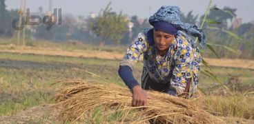سيدة مصرية تعمل في أحد الحقول