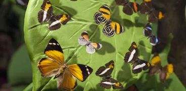 علماء يتوصلون إلى طريقة تحليق الفراشات
