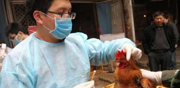 انتشار السلالة الفرعية من إنفلونزا الطيور فى الصين