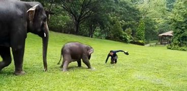فيل صغير يقلد البشر في التزحلق على العشب الرطب