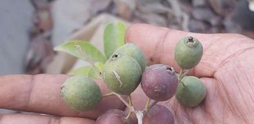 زراعة الجوافة الفرنسية